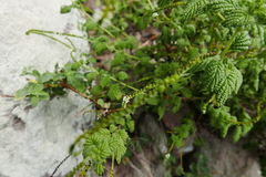 Heliotropium angiospermum