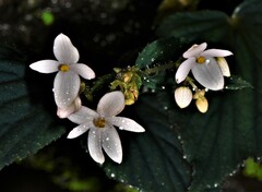 Begonia crenata