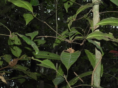Gnetum leyboldii
