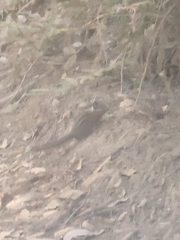 Neotamias ochrogenys