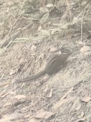Neotamias ochrogenys
