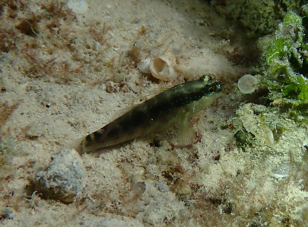 Bluespotted Goby