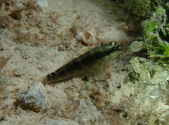 Asterropteryx semipunctata