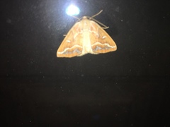 Caripeta angustiorata