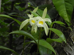 Sobralia macrophylla