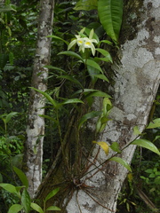 Sobralia macrophylla