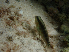 Asterropteryx semipunctata