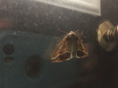 Caripeta angustiorata