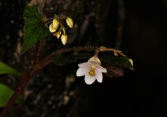 Begonia crenata