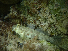 Gnatholepis anjerensis