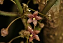 Vincetoxicum dalzellii