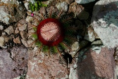 Melocactus intortus