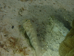 Gnatholepis anjerensis