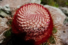Melocactus intortus