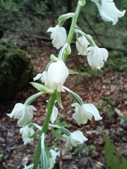 Calanthe calanthoides