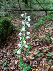 Calanthe calanthoides