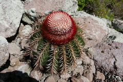 Melocactus intortus