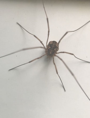 European Harvestman photo 6