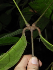 Gnetum leyboldii