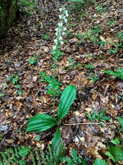 Calanthe calanthoides