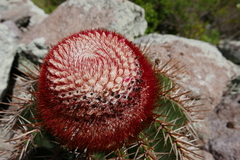 Melocactus intortus
