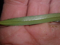 Veronica townsonii