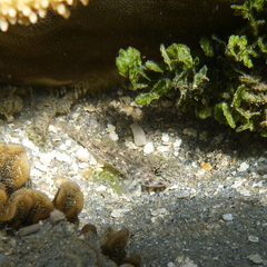 Fusigobius neophytus