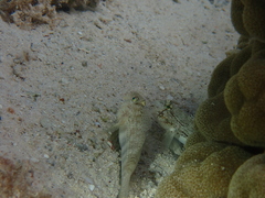 Gnatholepis anjerensis