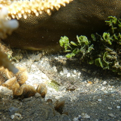 Fusigobius neophytus
