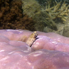 Salarias alboguttatus