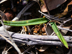 Chamaescilla corymbosa