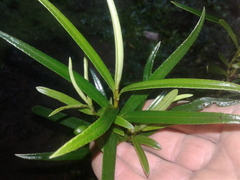 Veronica townsonii