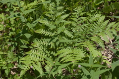 Pteridium aquilinum