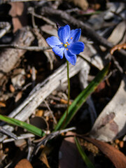Chamaescilla corymbosa