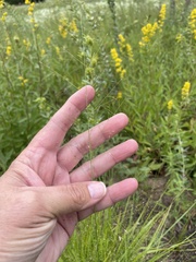 Eragrostis trichodes