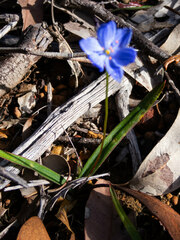 Chamaescilla corymbosa