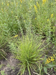 Eragrostis trichodes