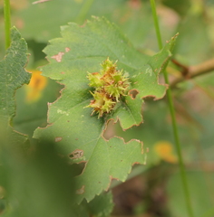 Dasineura crataegibedeguar