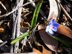 Chamaescilla corymbosa