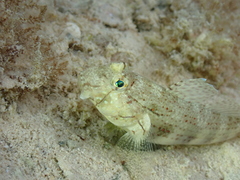 Gnatholepis anjerensis