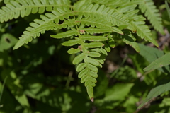 Pteridium aquilinum