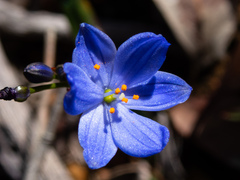 Chamaescilla corymbosa