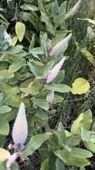 Asclepias syriaca