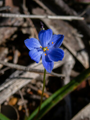 Chamaescilla corymbosa