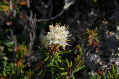 Rhododendron tomentosum