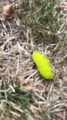 Antheraea polyphemus