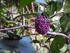 Syzygium wilsonii