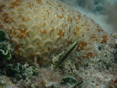 Asterropteryx striata