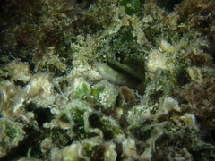 Asterropteryx striata