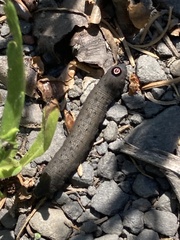 Proserpinus flavofasciata